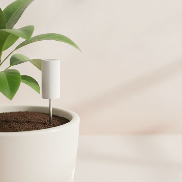 A moisture meter, if you overwater